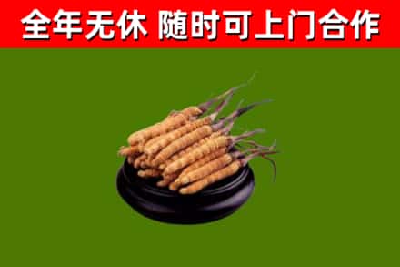 武乡烟酒回收冬虫夏草.jpg